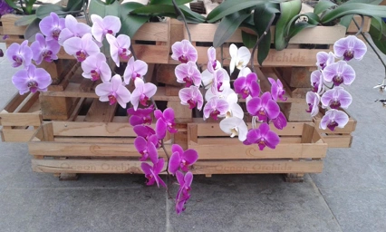 orchidea