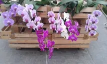 orchidea farm